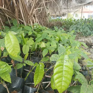 Best Cocoa Seedling (Raw Dried Seeds and Pod Also Available)