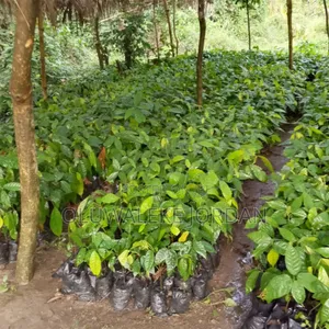Hybrid Cocoa Seedlings (Crin Tc Series)
