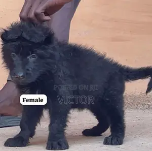 3-6 months Female Purebred German Shepherd