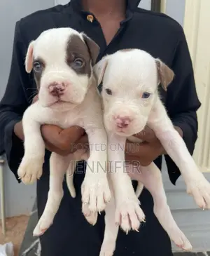 1-3 months Female Purebred American Pit Bull Terrier