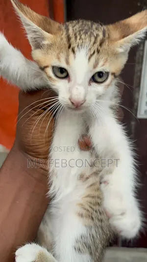 1-3 months Male Mixed Breed American Shorthair