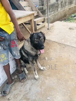 1+ year Female Purebred Caucasian Shepherd