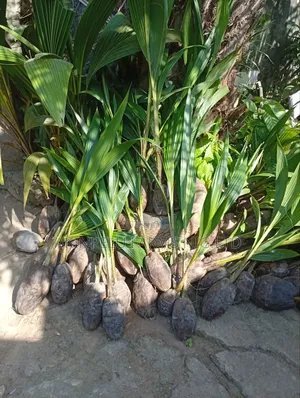 Hybrid Coconut Seedlings