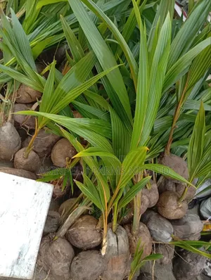 Hybrid Coconut Seedlings