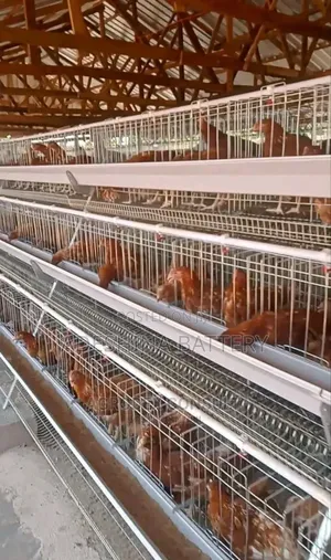 Foreign Cages