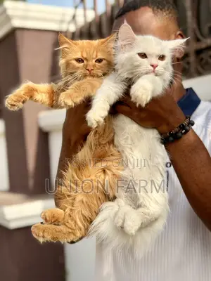 1-3 months Female Purebred Persian