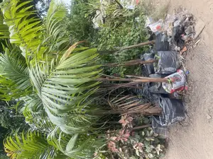 Royal Palm Plant