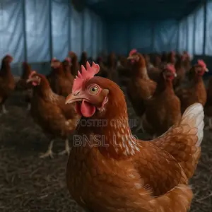 Bio-Mix Layer Pullet Customize Premix (25Kg)