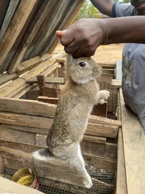Adult and Baby Rabbits