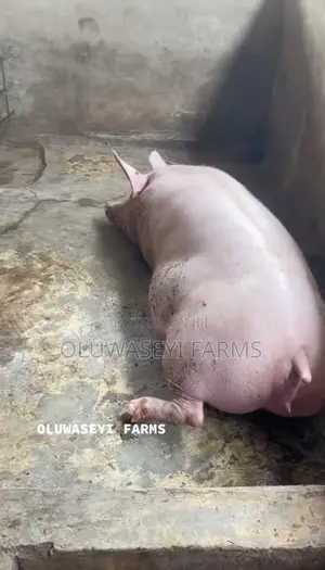 Hybrid Pig