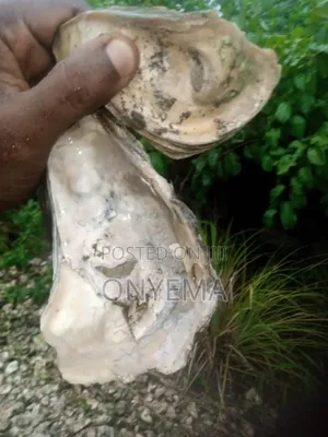 Oyster Shells