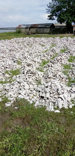 Oyster Shells