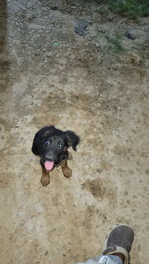 1-3 months Male Purebred German Shepherd
