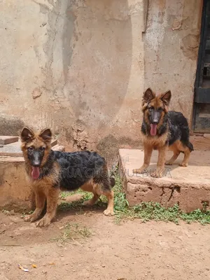 3-6 months Female Purebred German Shepherd