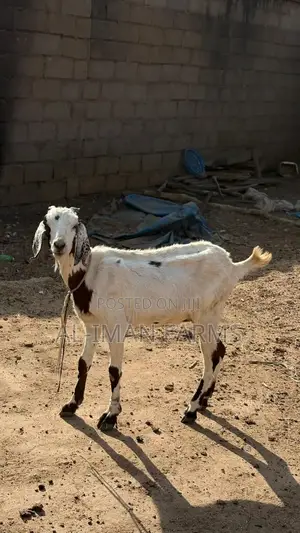 Hadejia Pregnant Goat