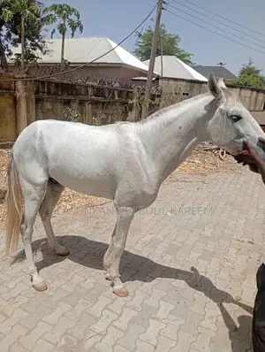 Male Sudanese Horse