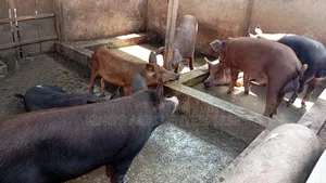 Mature Boar. For Crossing