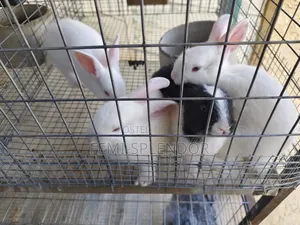 Rabbit Weaners