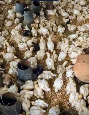 2-3 Weeks Broiler