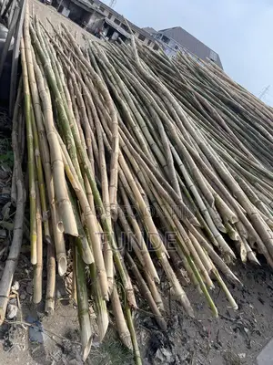 Bamboo for Building