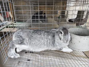 Already Pregnant Rabbit
