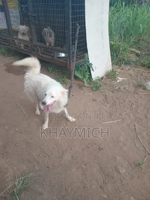 6-12 months Male Purebred American Eskimo