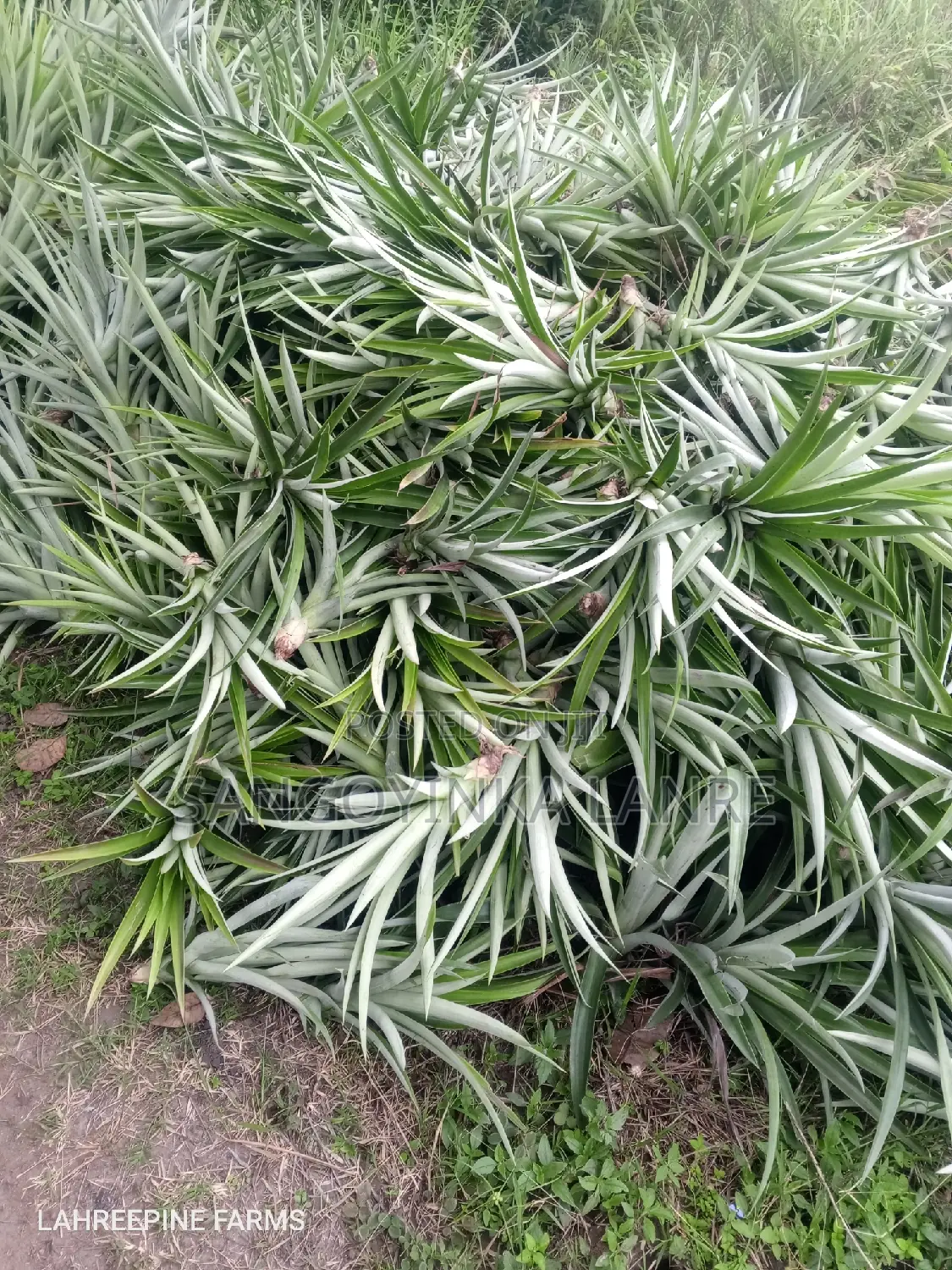 Improved Hybrid Pineapple Suckers