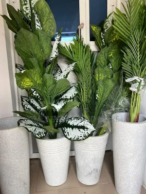 Rental Potted Plants For Events