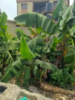 Half Plot for Sale at Meiran/ Ijaye