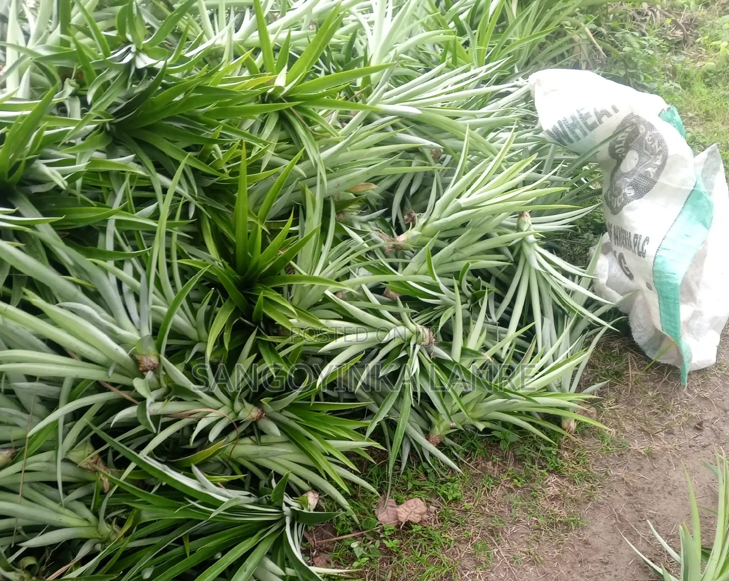 Improved Hybrid Pineapple Suckers
