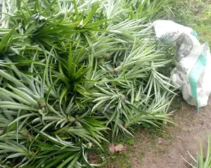 Improved Hybrid Pineapple Suckers