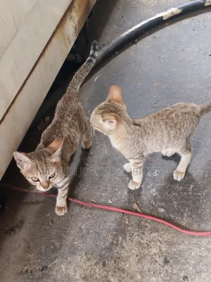 1-3 months Female Purebred Tabby
