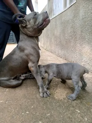 1-3 months Female Purebred Cane Corso