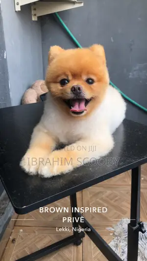 Pet Grooming at Affordable Prices