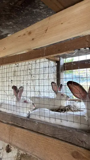 Newzealand White Rabbit