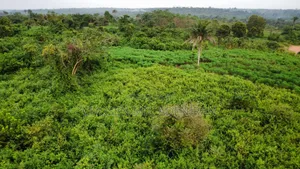 50 Acres of Farm Land ( Per Acre)