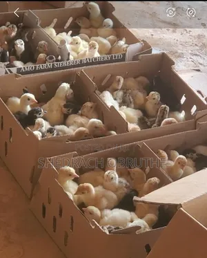 Livestocks