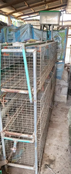 Chicken Poultry Cage