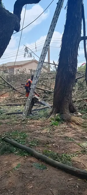 Folly Tree Maintenance Services