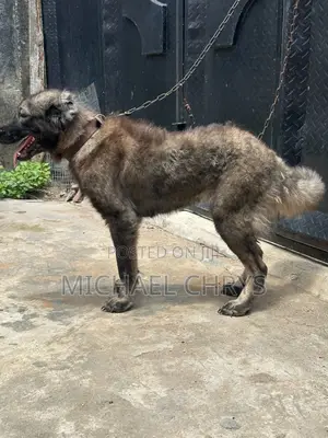 1+ year Female Purebred Caucasian Shepherd