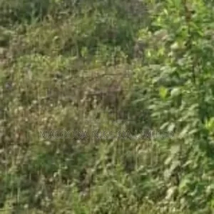 Plots of Land Selling at Obafemi Owode