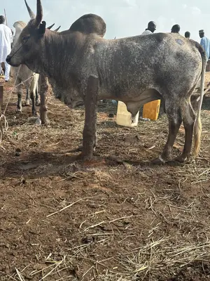 Healthy Live Cow for Sale in Awka – Affordable Well Fed