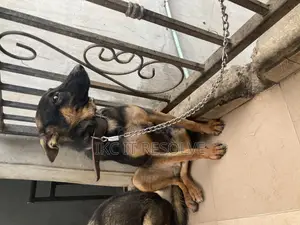 3-6 months Male Purebred German Shepherd