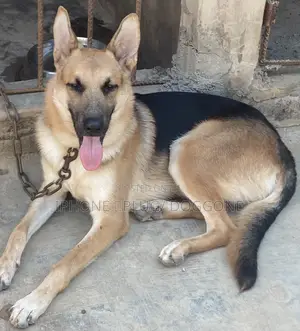 6-12 months Male Purebred German Shepherd