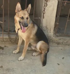 6-12 months Male Purebred German Shepherd