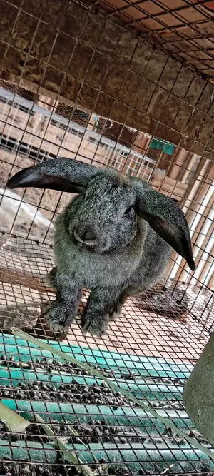 American Chinchilla,Hyla, Rabbit