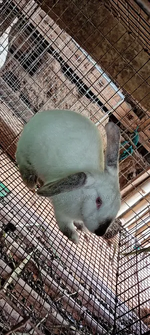 Hyla Rabbit