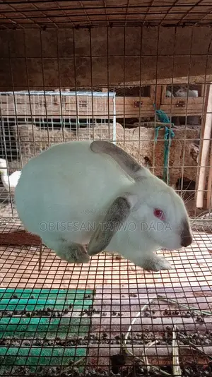 Hyla Rabbit