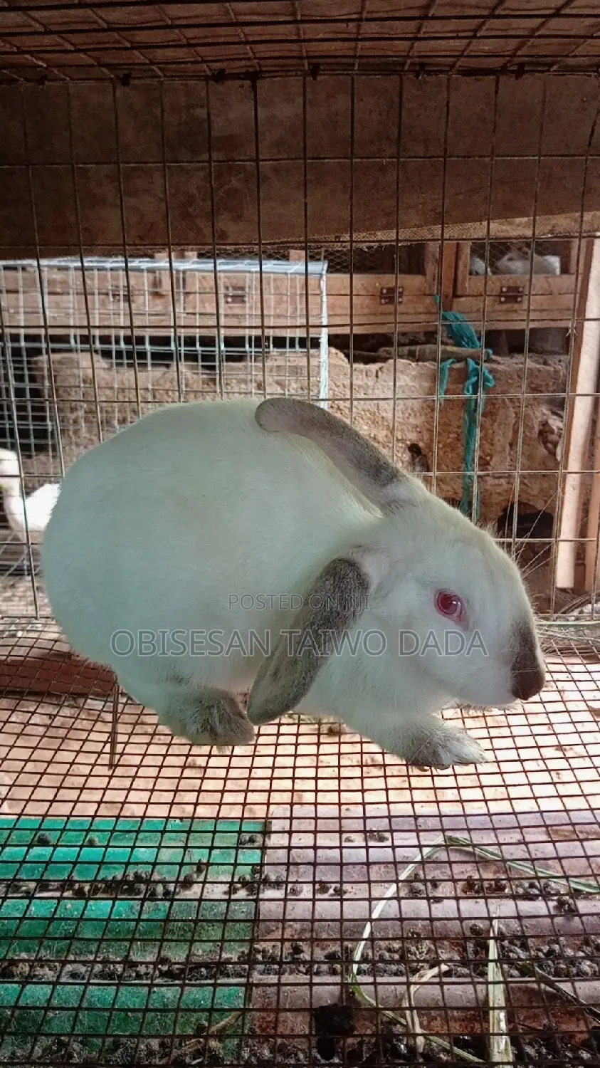 Hyla Rabbit