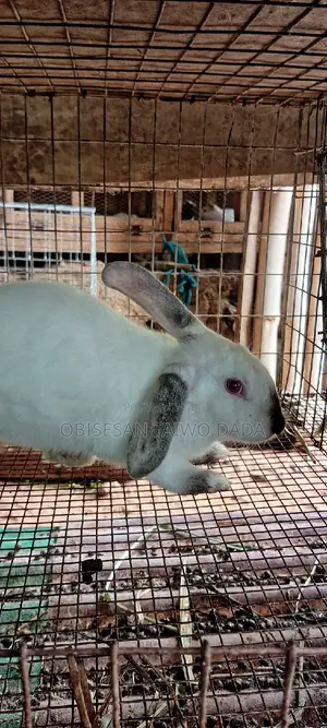 Hyla Rabbit